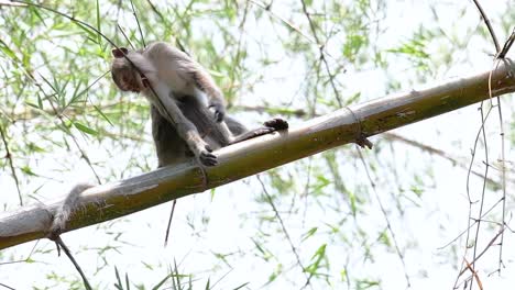 Die-Langschwanzmakaken-Sind-Die-Am-Einfachsten-Zu-Findenden-Affen-In-Thailand,-Da-Sie-In-Tempelanlagen,-Nationalparks-Und-Sogar-In-Dörfern-Und-Städten-Vorkommen