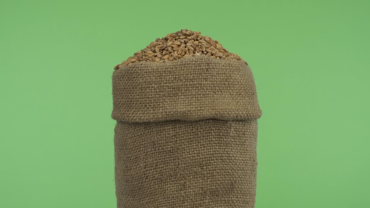 Rotating a full bag of wheat grain. Close-up.