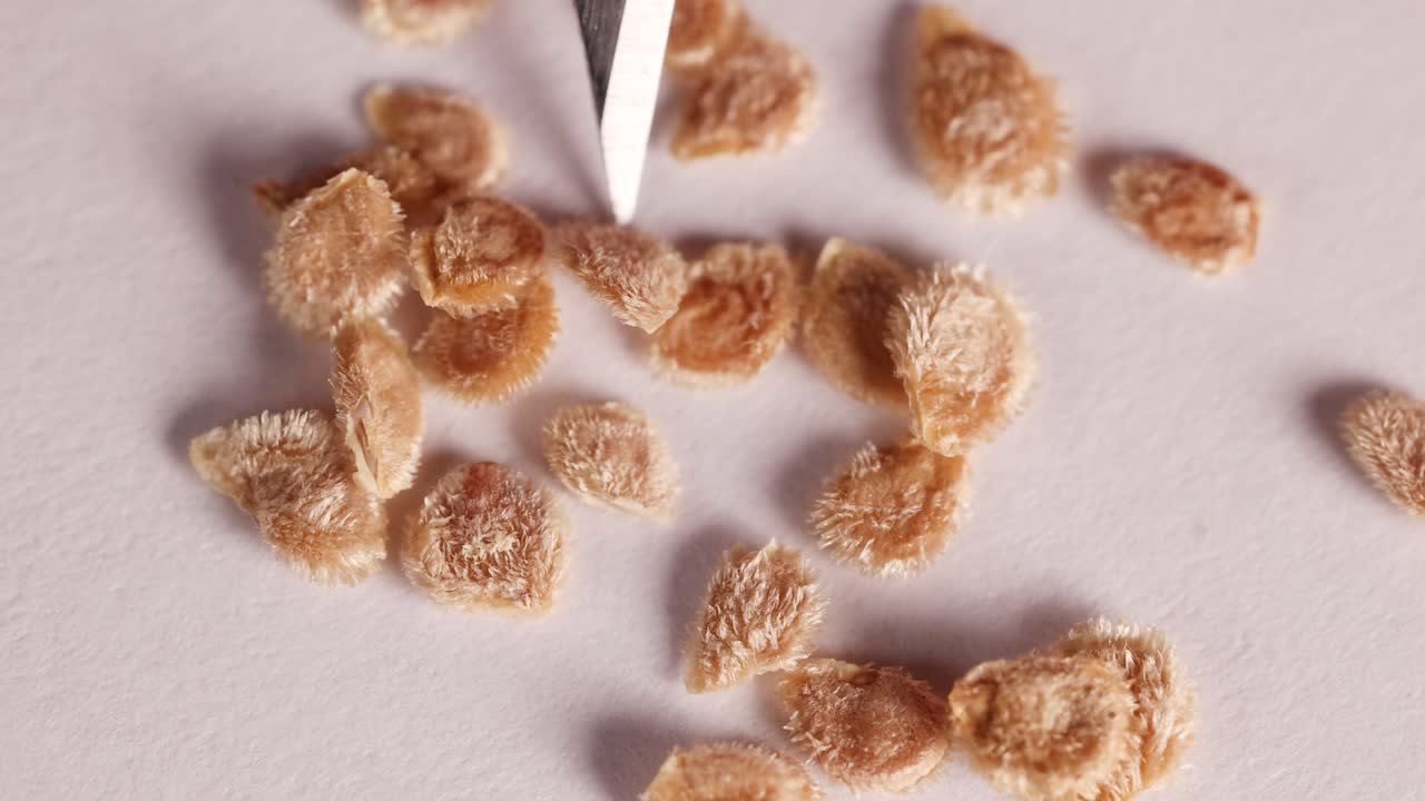 Close-up video of tomato seeds being arranged with a scalpel on a white surface under bright lighting