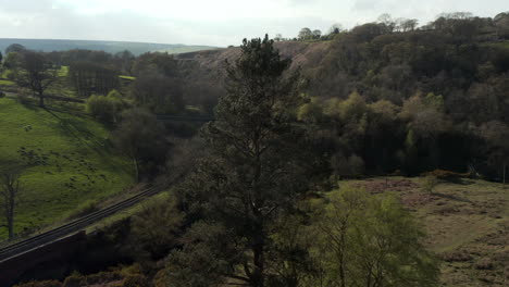 Sobrevuelo-Circular-Lento-De-Abeto-En-El-Parque-Nacional-North-York-Moors