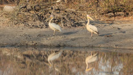 Dos-Grandes-Pelícanos-Blancos-Parados-Al-Lado-De-Un-Pozo-De-Agua-En-La-Estación-Seca-En-Khwai,-Botswana