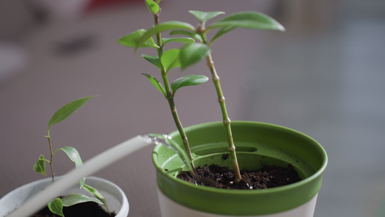 Plant in white and green pot being nourished by steady stream from white watering can spout in indoor setting with blurred background emphasizing fresh green leaves and gentle home garden care ritual
