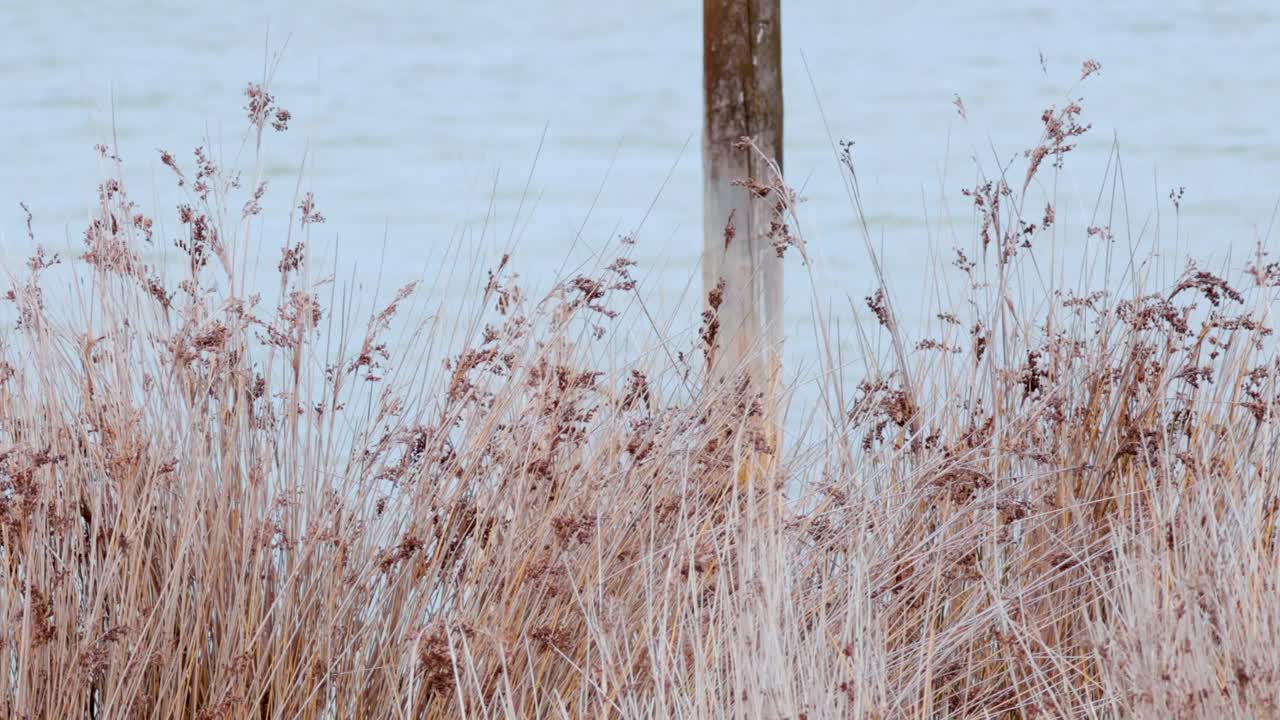 Gentle ocean breeze sways dry grass near a wooden post, creating a serene coastal scene with soft lighting