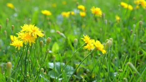 wild yellow flowers gently waving in a meadow