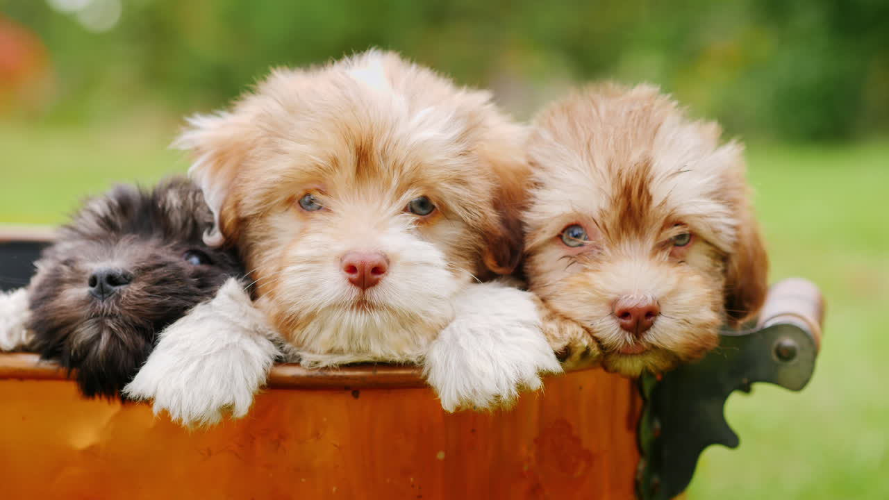 구리 양동이에 귀여운 강아지