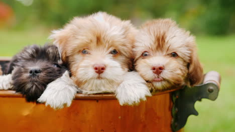 schattige puppy's in een koperen emmer