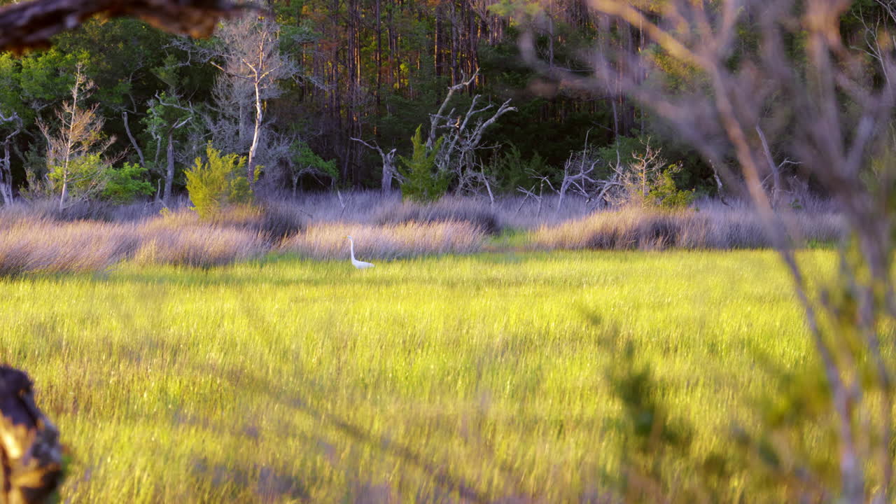 pájaro de vadeo blanco en el pantano salado
