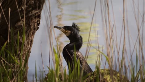 Cormorán-En-La-Orilla-Del-Río-Escondido-Entre-Los-Juncos