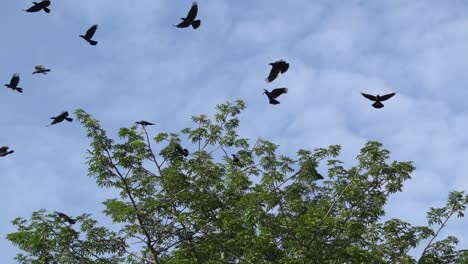 Zeitlupenkrähen-Fliegen