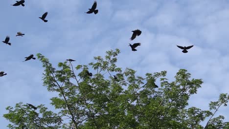 los cuervos en cámara lenta están volando.