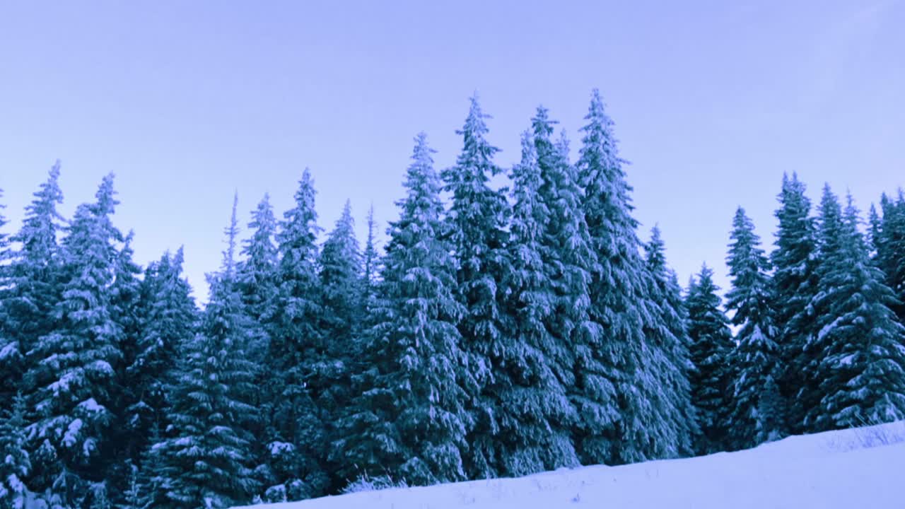 View of pine trees covered in snow in the mountains