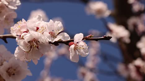 closeup of cherry blossoms against blue sky