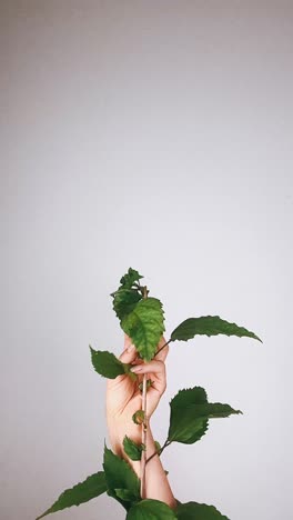 hand holding plant branch