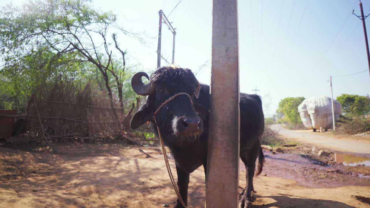 Inquadratura ampia di un bufalo domestico legato in un villaggio dell'India rurale
