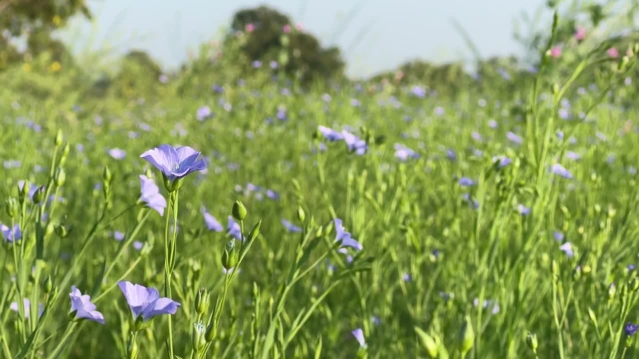 purple flex flower swaying gently in the flex farm
