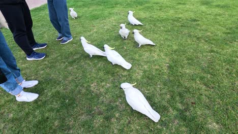 people feeding cockatoos on grassy area