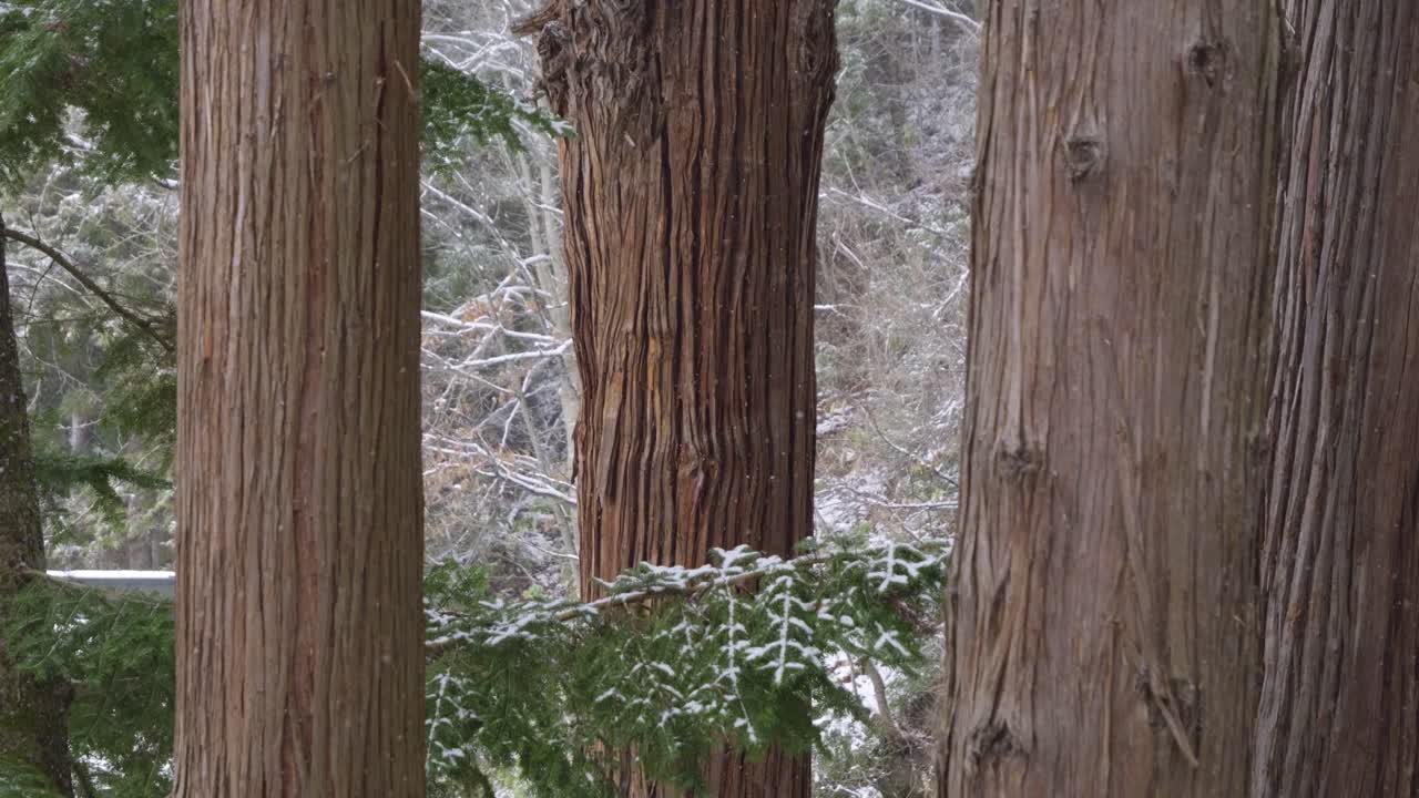 冬に雪が降る中、木の切り株をミディアムショットで撮影