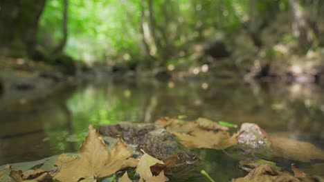 stream running through the forest.