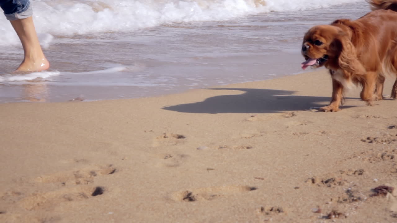 손잡이 사진: 사랑스러운 반려견과 주인이 모래 해변에서 나란히 고 있다