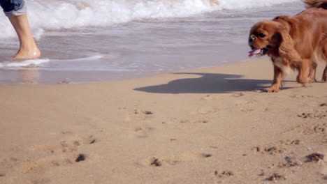 fotografía de mano: un lindo perro mascota y su dueño, caminando uno al lado del otro en una playa de arena