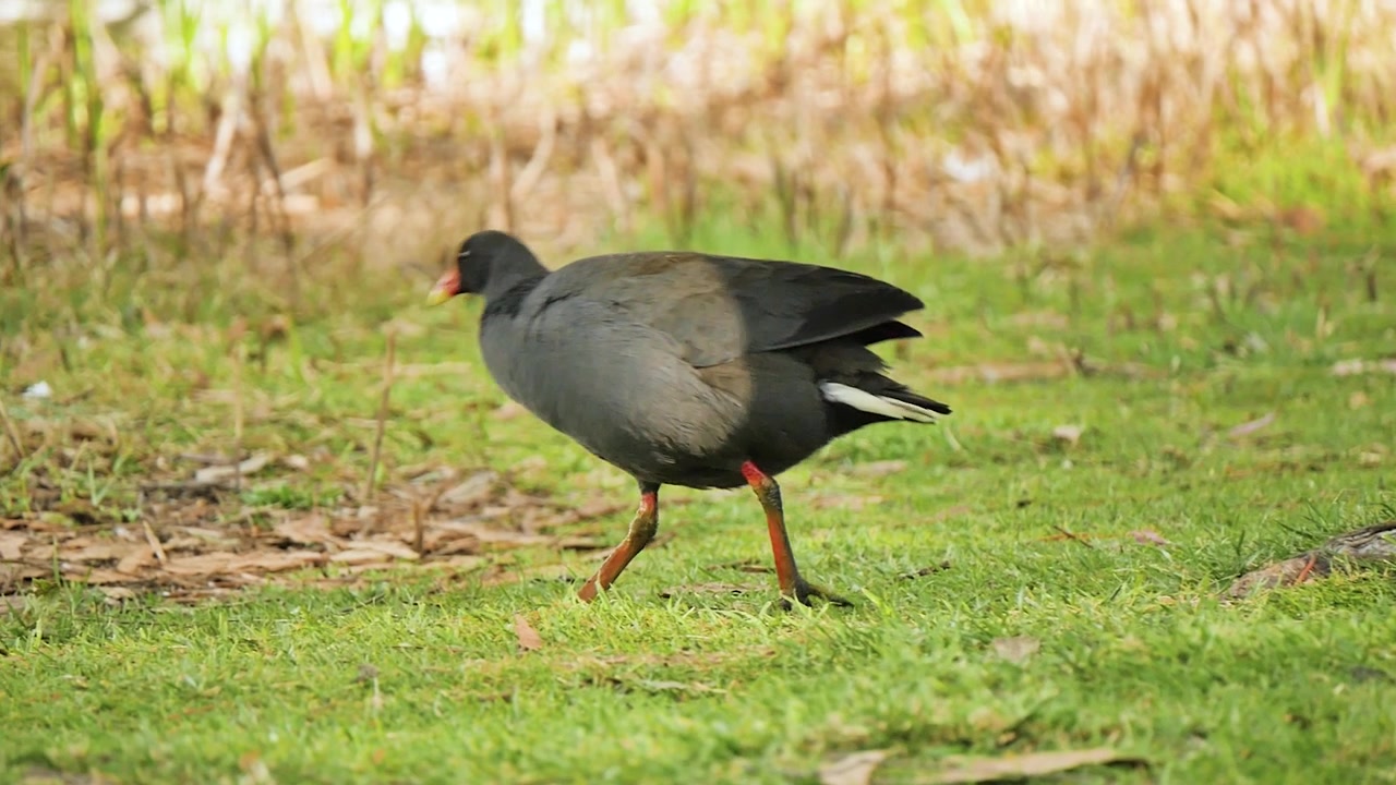 Pollo sultano che cammina sull'erba