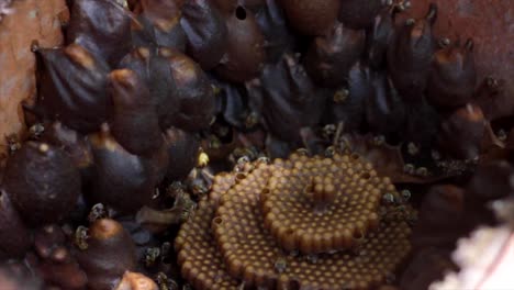 honeycomb with a lot of bees working on it