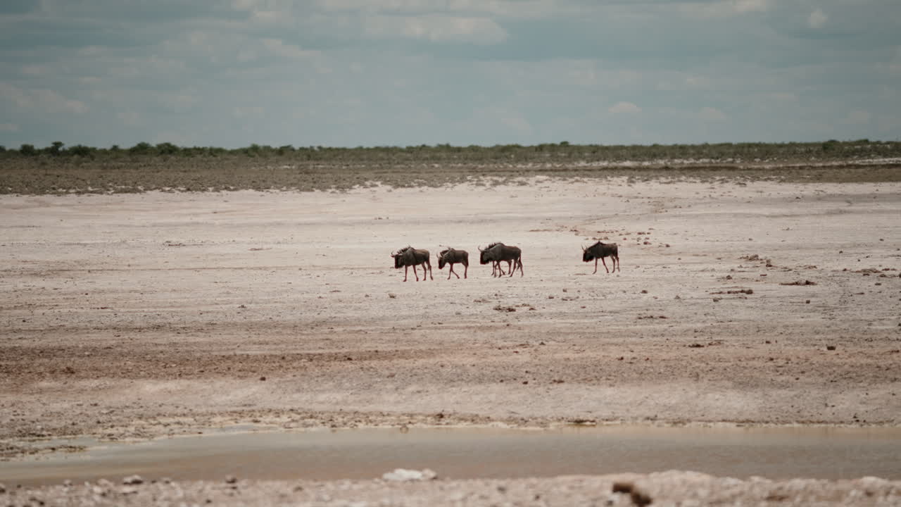 Wildebeest Migration in the African Savanna