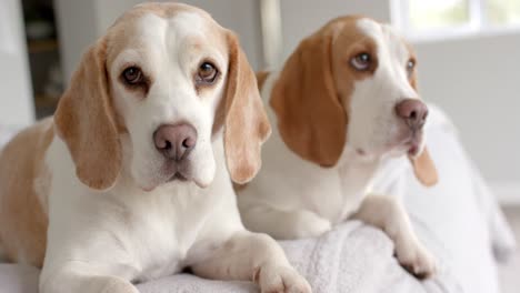 close up of two pet dogs sitting on bed at home, slow motion