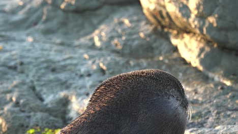 close up of a new zealand fur seal basking in the sun at sunrise