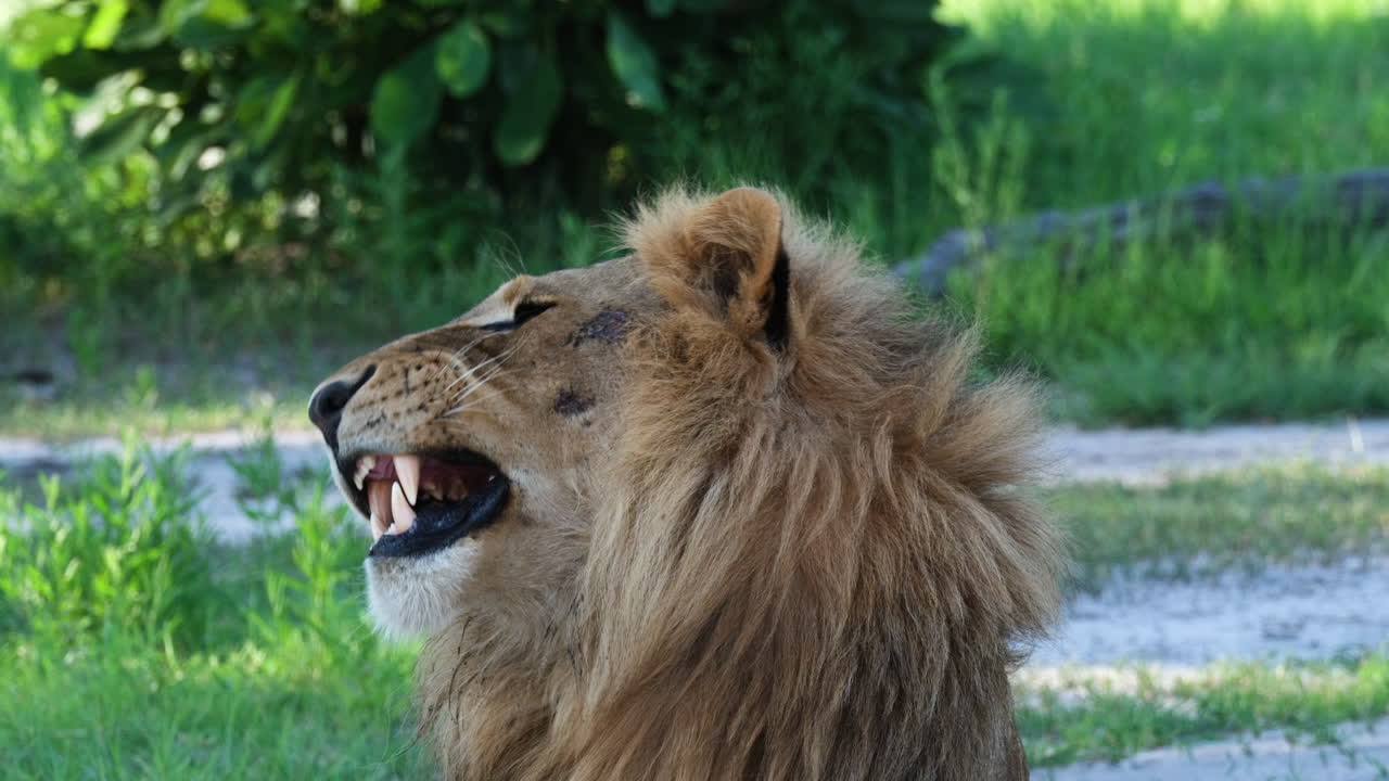 Detailní záběr zívajícího lva v africké savaně