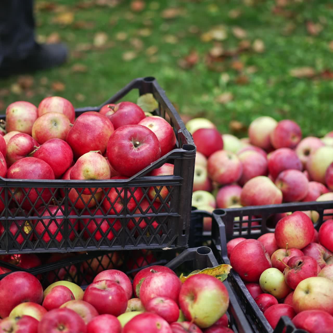 Crop of ripe red apples in the boxes outdoors. Man puts one more box of apples on top of other boxes. Delicious tasty fruit harvest