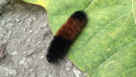 woolly bear caterpillar crawls on green leaf, close up