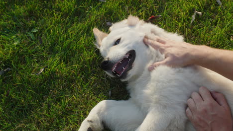 top view: a man plays with a golden retriever puppy on a green lawn.