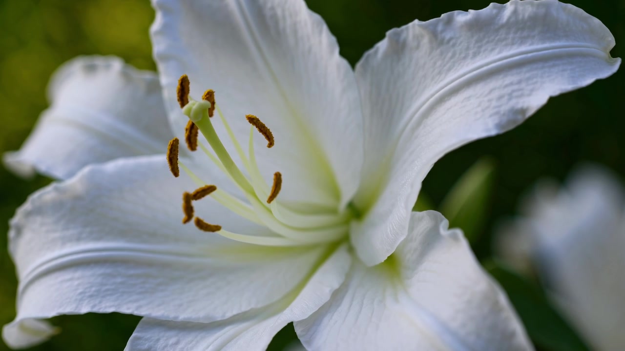 Hvid liljeblomst der blomstrer i nærbillede med detaljerede kronblade