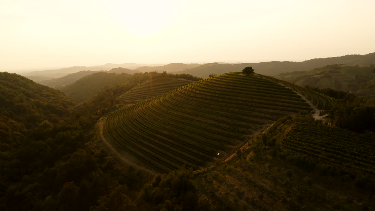 Vigneti al tramonto