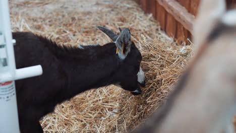 goat eating hay