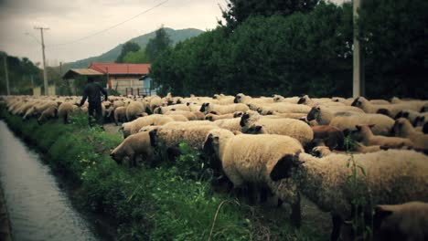 Un-Gran-Rebaño-De-Ovejas-Se-Traslada-A-Otro-Sector-Donde-Los-Hombres-Ayudados-Por-Perros-Las-Guían