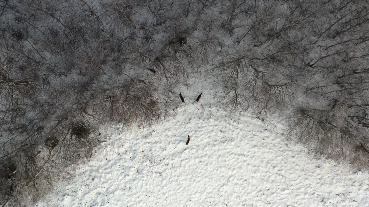 Top down aerial drone view of roe deer animals walking into the forest. Aerial winter wilderness in snowy ice cold weather. Wildlife animals in nature.