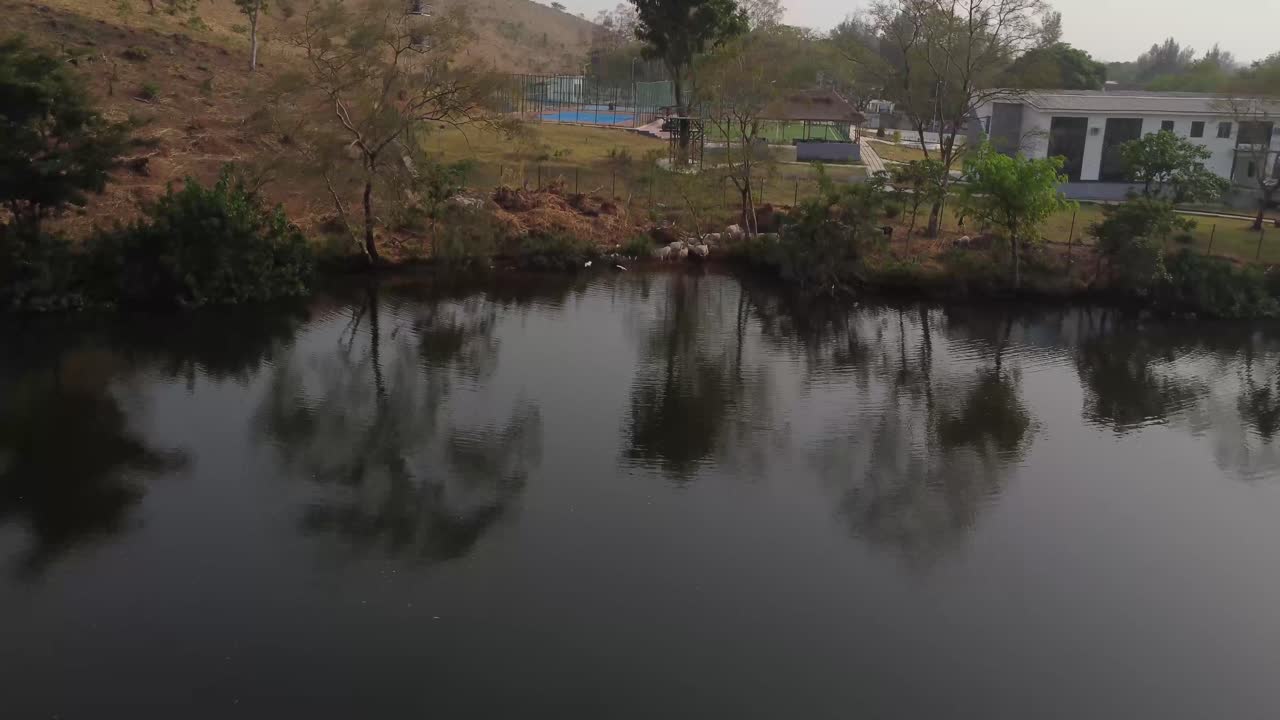Nature's Harmony: Cattle Enjoying Jabi Lake's Tranquility. Drone Pull Back Over Peaceful Herd of Cows Drinking Water at Jabi Lake While Bird Fly Pass. A Quiet Moment: Cattle Hydrating at Jabi Lake.