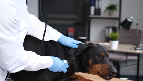 veterinarian examining a doberman