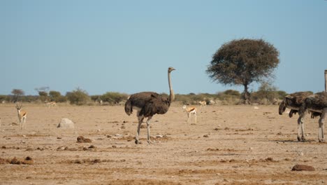 Pan-right-reveals-flock-of-adult-ostrich-standing-on-parched,-dry-land