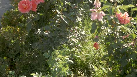 beautiful pink and orange roses in a garden