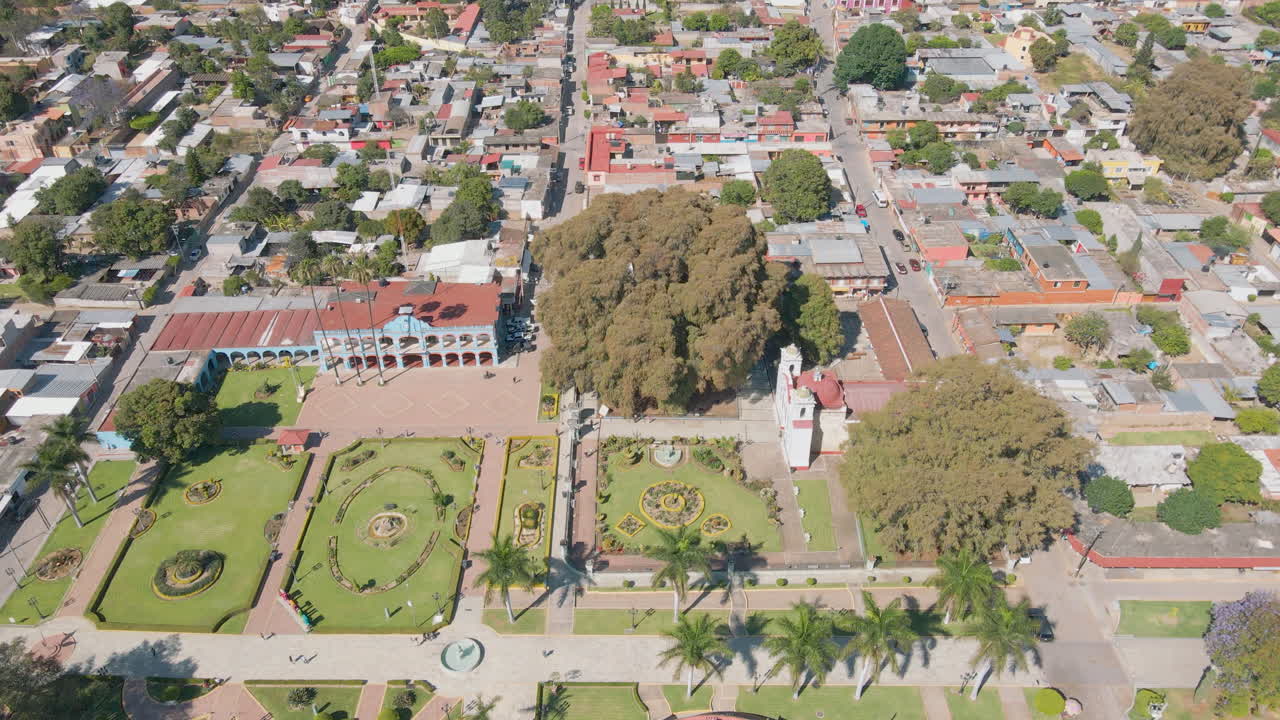 oaxaca árbol grande tule antiguo