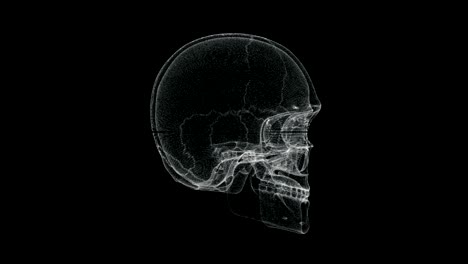 pantalla holográfica del hueso del cráneo en el cuerpo humano - bucle