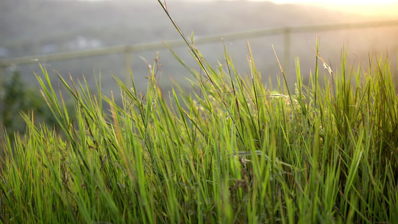 저녁  ⁇ 빛 속의 야생 풀