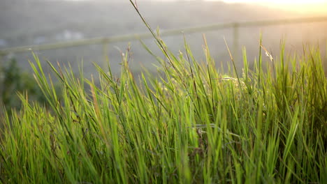 Wildes-Gras-In-Der-Abendsonne