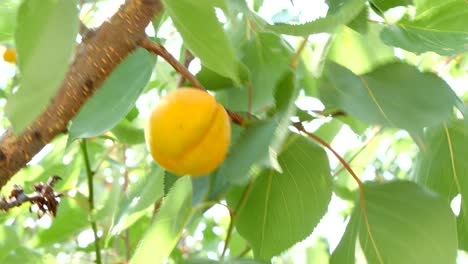 ripe apricots on tree branch
