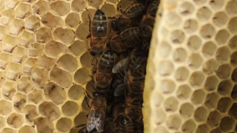 Abejas-Que-Trabajan-Entre-Capas-De-Un-Panal-Parte-De-Una-Colonia-De-Apis-Mellifera-Carnica-Silvestre-O-Abeja-Melífera-Occidental