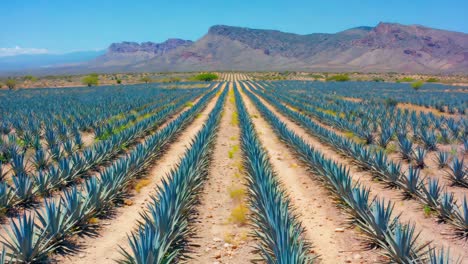 agave field with mountains in the background