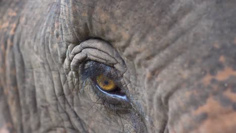 close-up of a rescued asian elephant's eye at a wildlife sanctuary